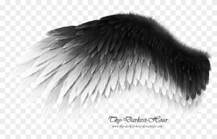 Detail Black Wing Png Nomer 50