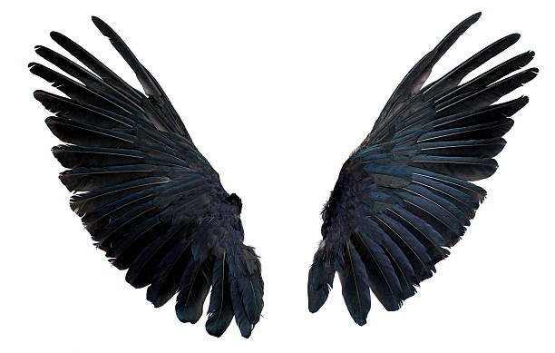 Detail Black Wings Nomer 29