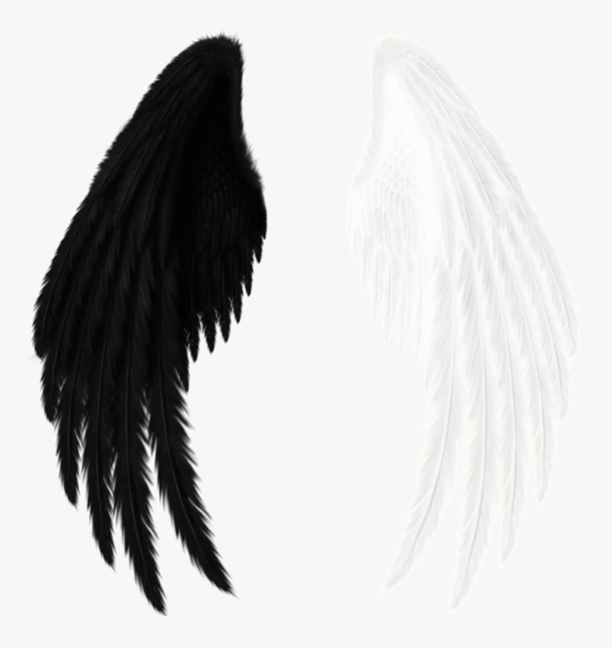 Detail Black Wings Nomer 56