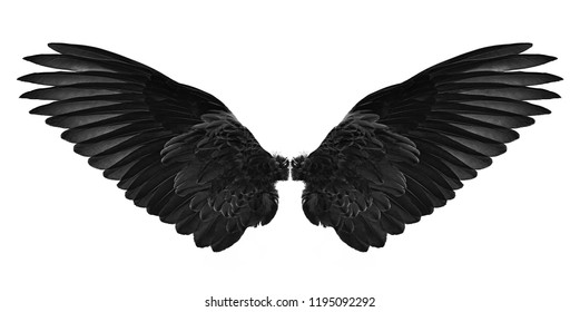 Detail Black Wings Nomer 9