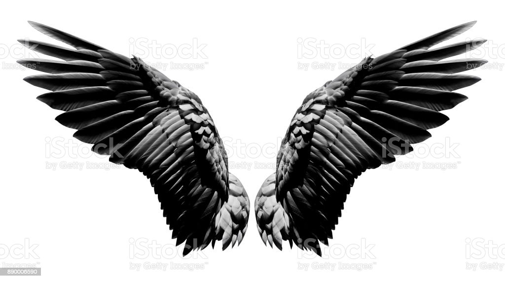 Detail Black Wings Background Nomer 10