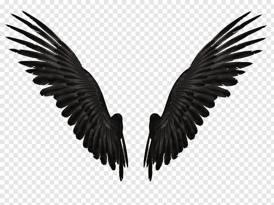 Detail Black Wings Png Nomer 7