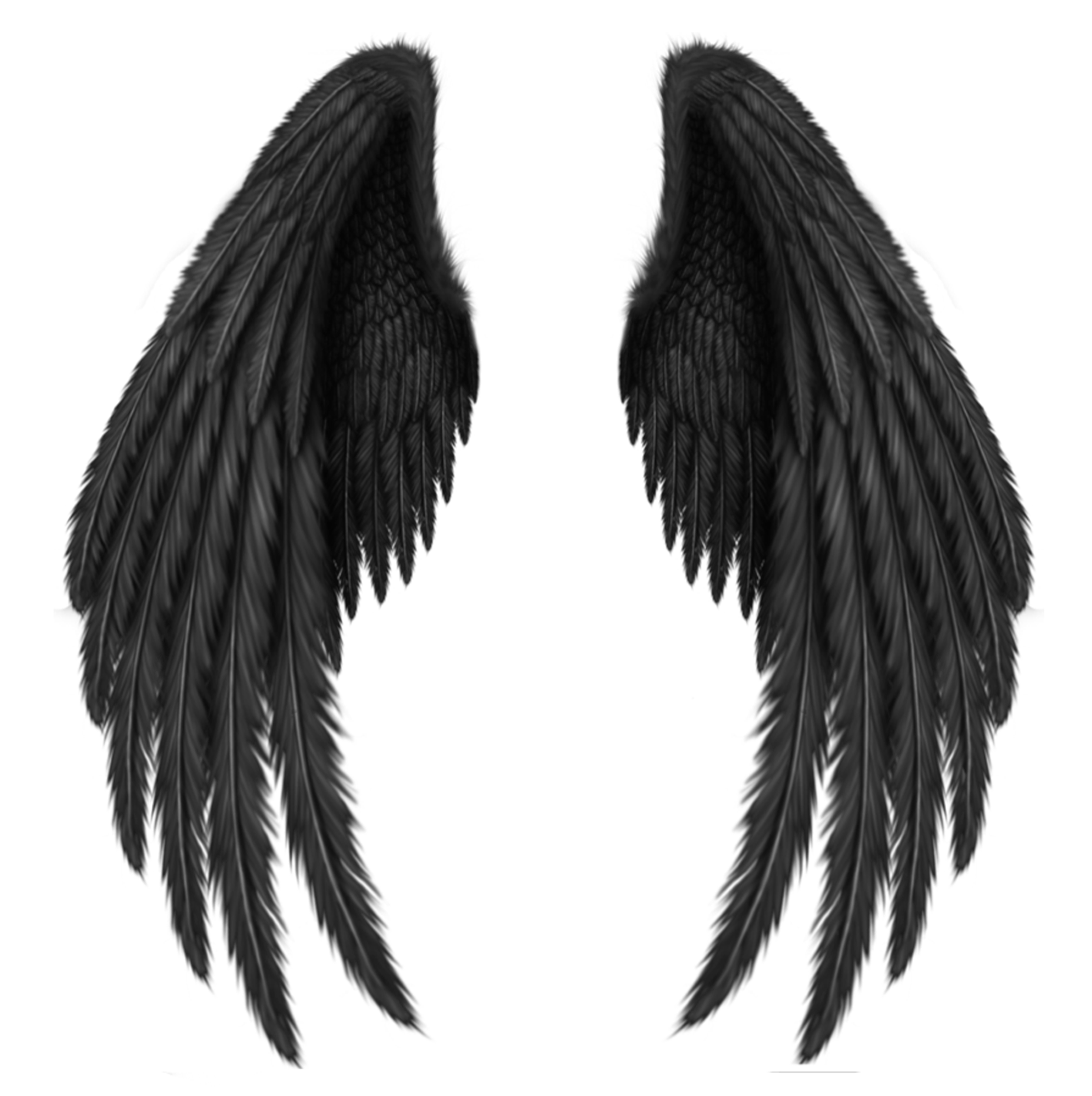 Detail Black Wings Transparent Background Nomer 2