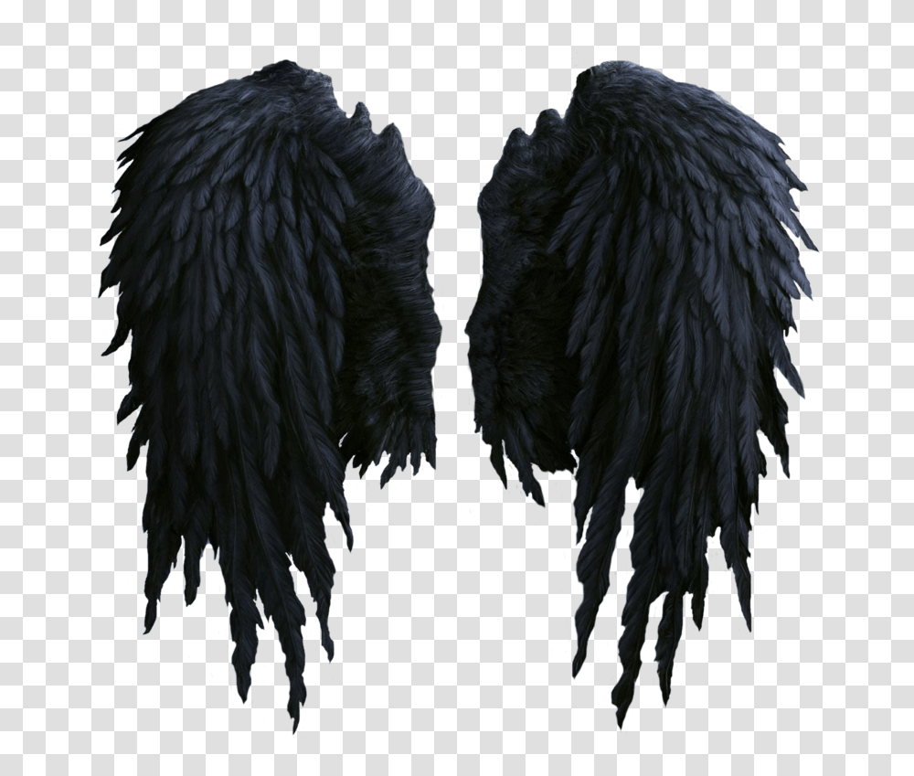 Detail Black Wings Transparent Background Nomer 10