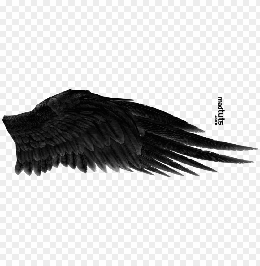 Detail Black Wings Transparent Background Nomer 14