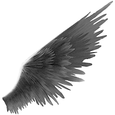 Detail Black Wings Transparent Background Nomer 21