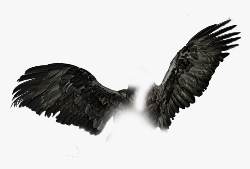 Detail Black Wings Transparent Background Nomer 26