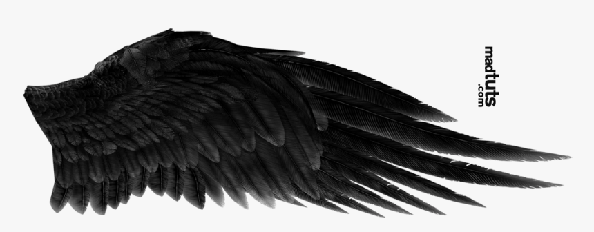 Detail Black Wings Transparent Background Nomer 27