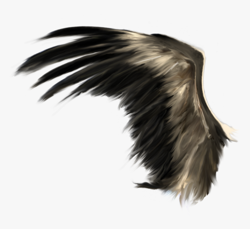 Detail Black Wings Transparent Background Nomer 38