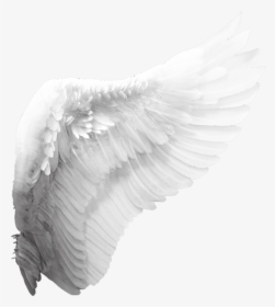 Detail Black Wings Transparent Background Nomer 46