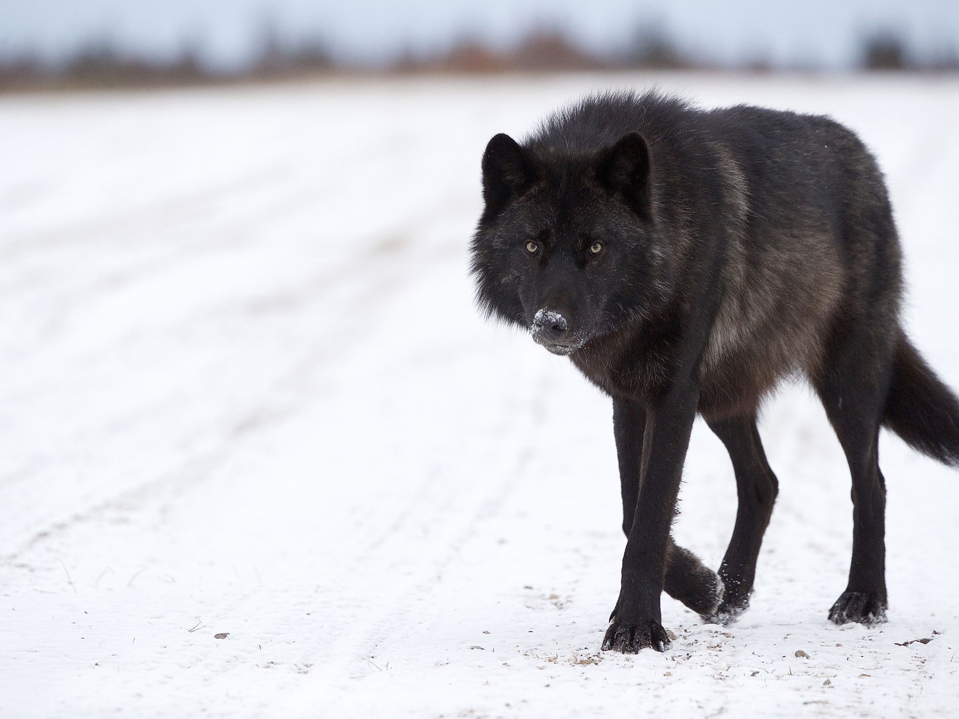 Black Wolf Pics - KibrisPDR