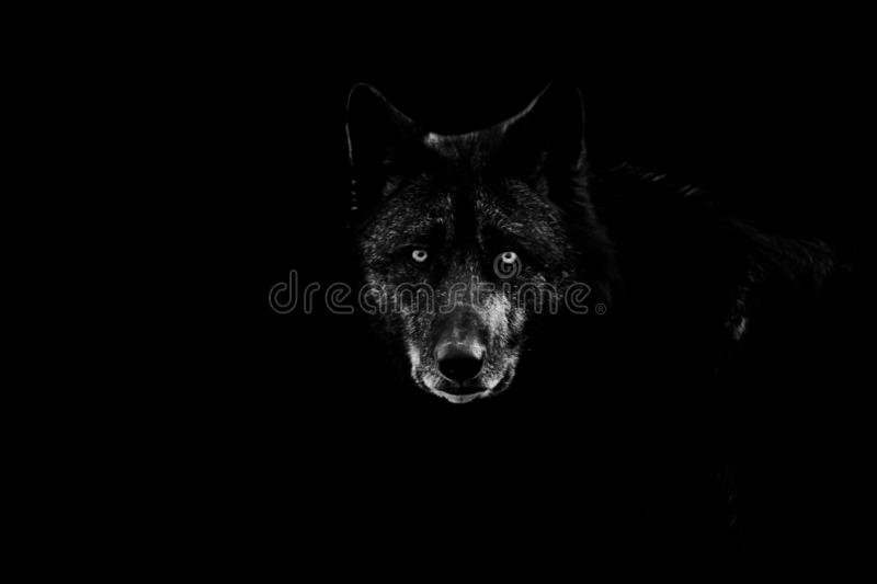 Detail Black Wolf Pics Nomer 11