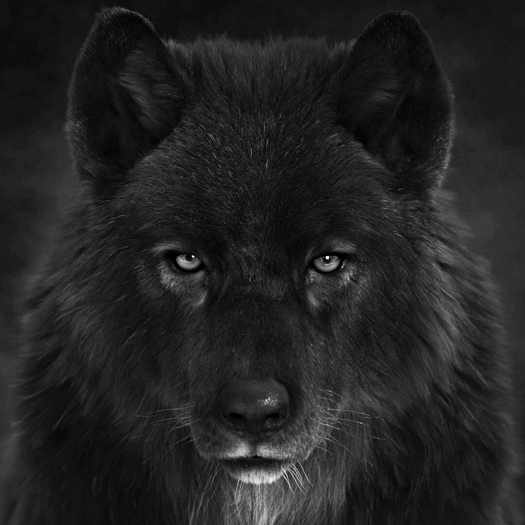 Detail Black Wolf Pics Nomer 12
