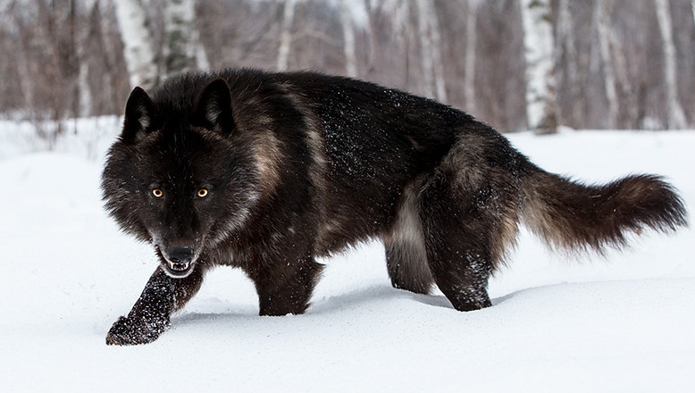 Detail Black Wolf Pics Nomer 13