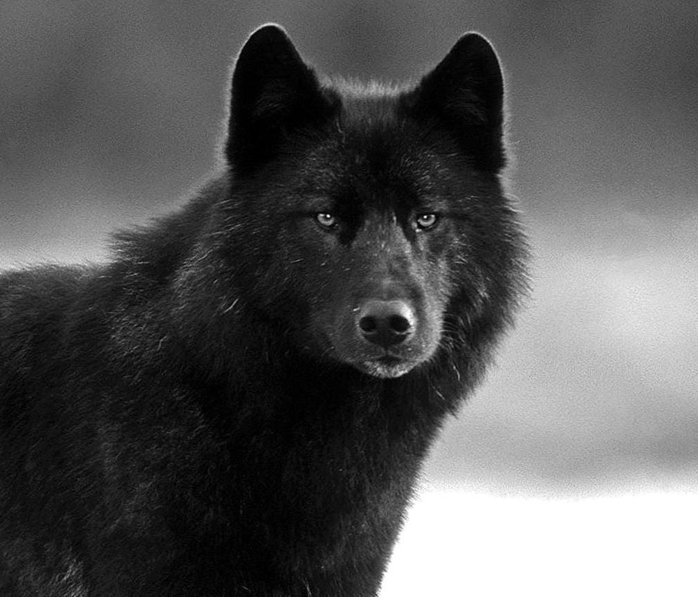 Detail Black Wolf Pics Nomer 14