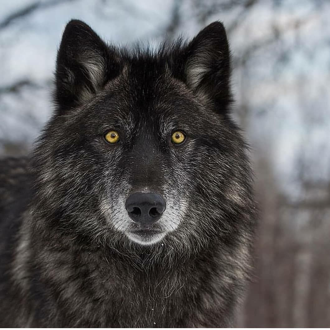 Detail Black Wolf Pics Nomer 15