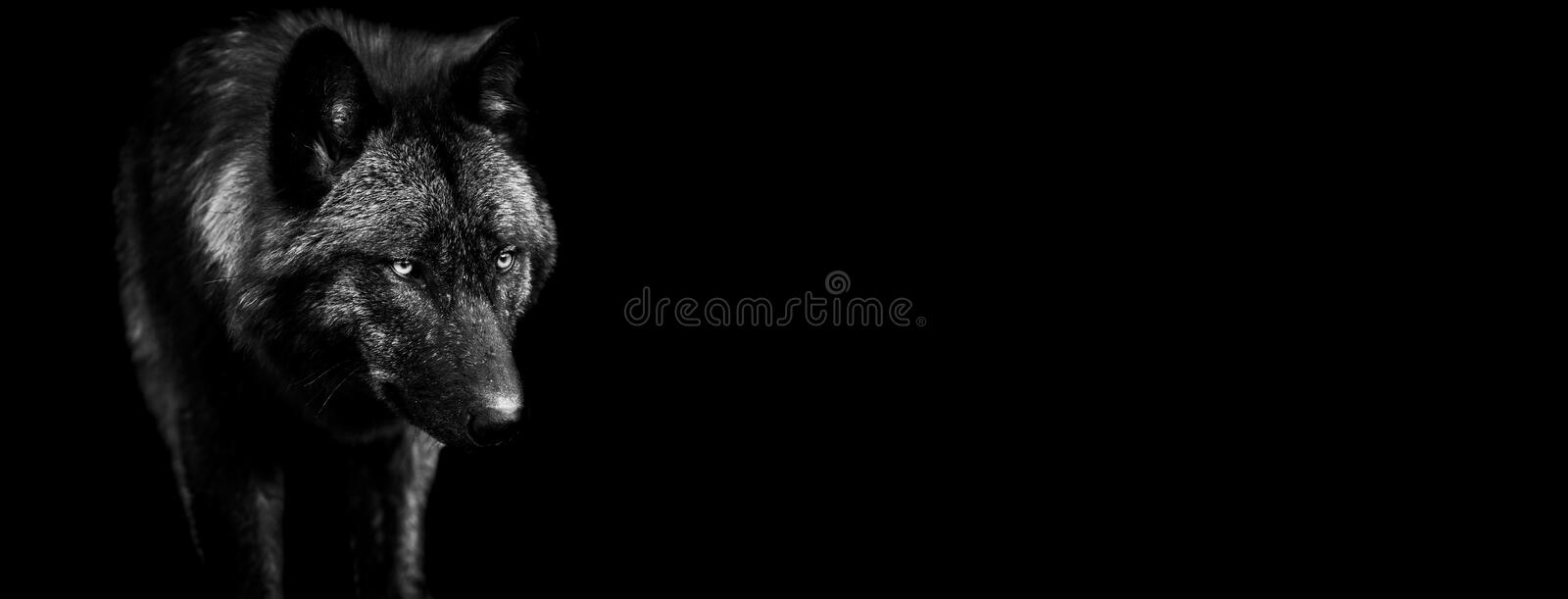 Detail Black Wolf Pics Nomer 16
