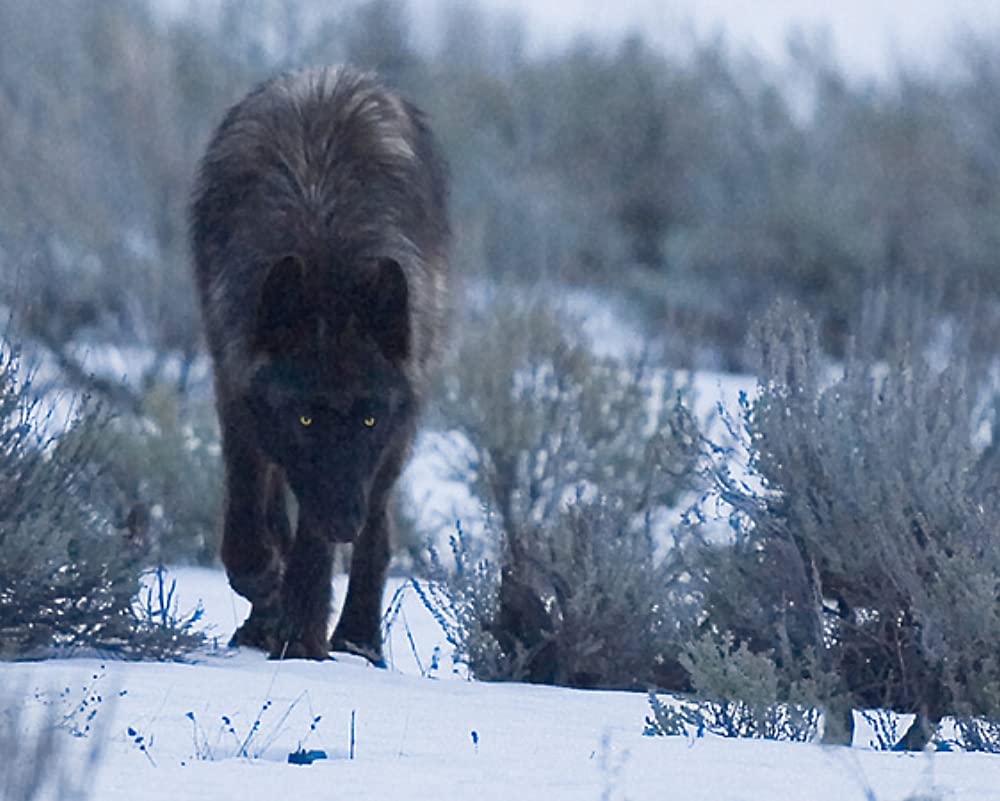Detail Black Wolf Pics Nomer 17