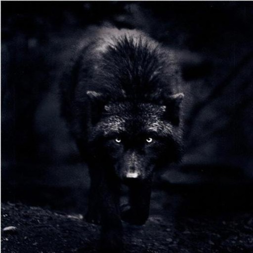 Detail Black Wolf Pics Nomer 18