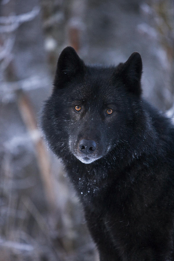 Detail Black Wolf Pics Nomer 19