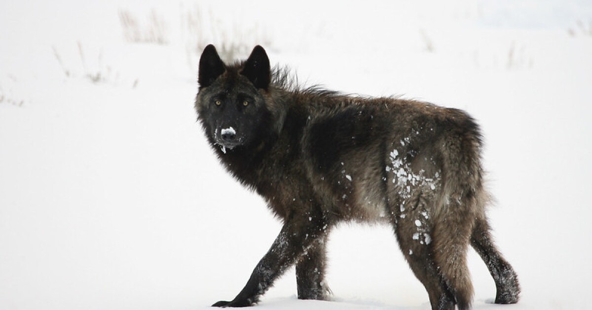 Detail Black Wolf Pics Nomer 20
