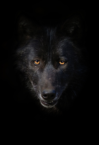 Detail Black Wolf Pics Nomer 3