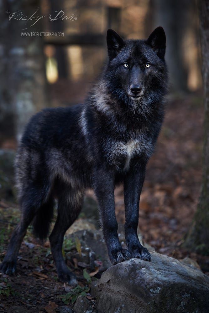 Detail Black Wolf Pics Nomer 23