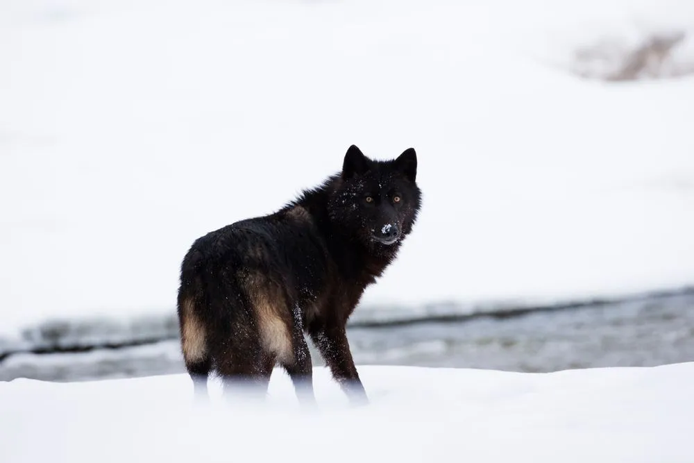 Detail Black Wolf Pics Nomer 26