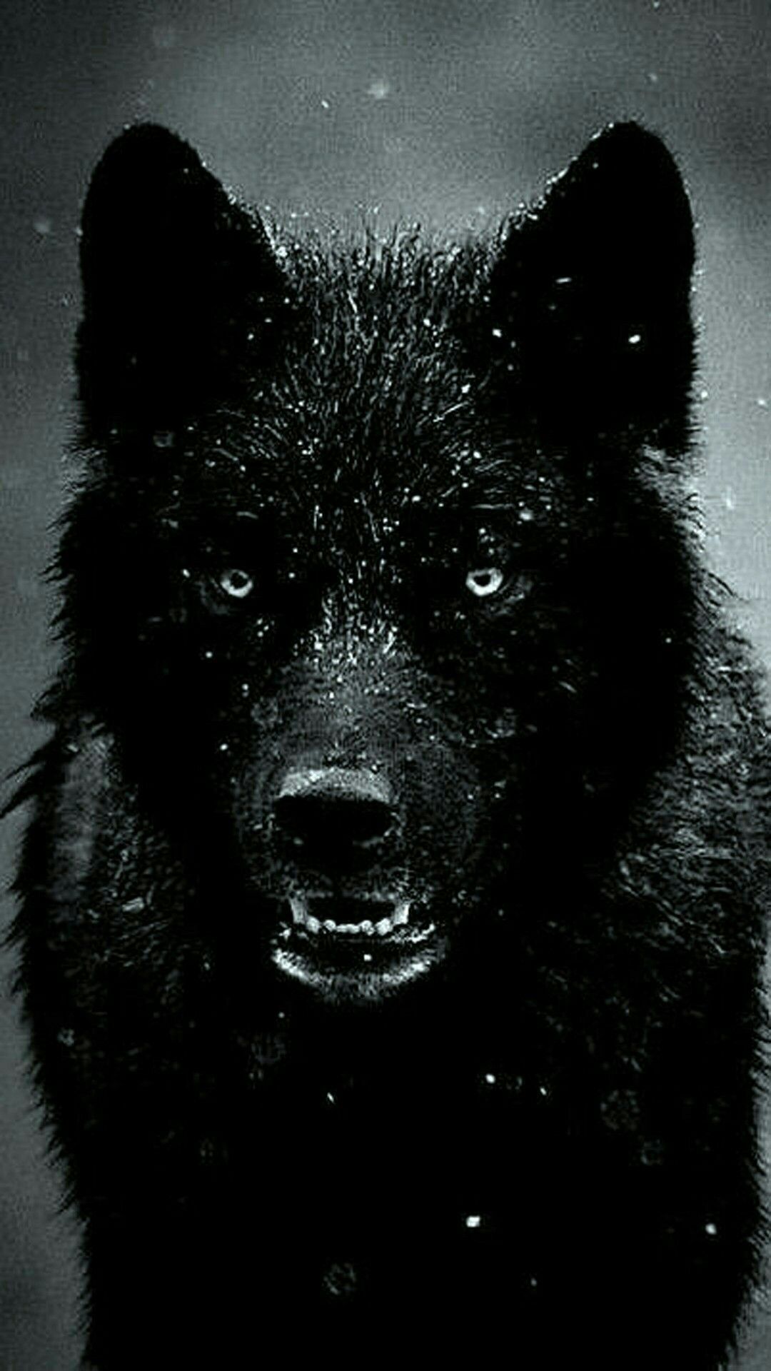 Detail Black Wolf Pics Nomer 27