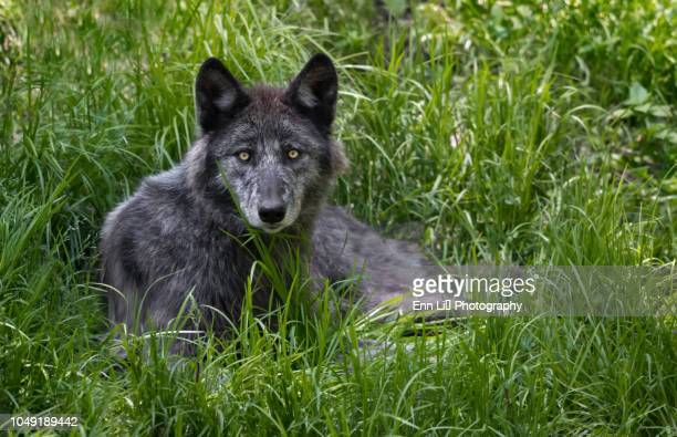Detail Black Wolf Pics Nomer 28
