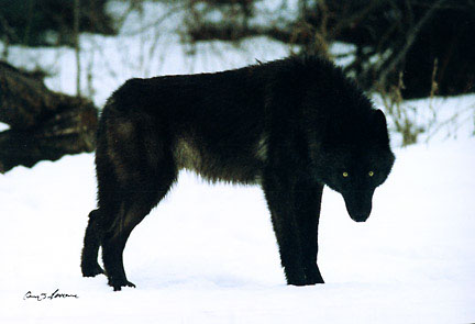 Detail Black Wolf Pics Nomer 29