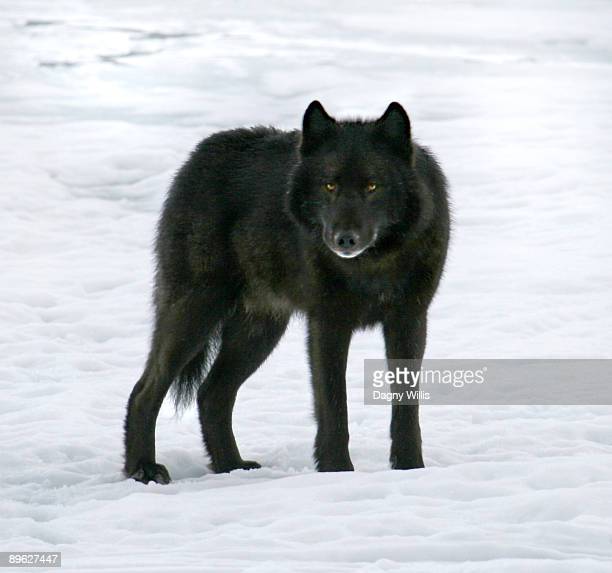 Detail Black Wolf Pics Nomer 4