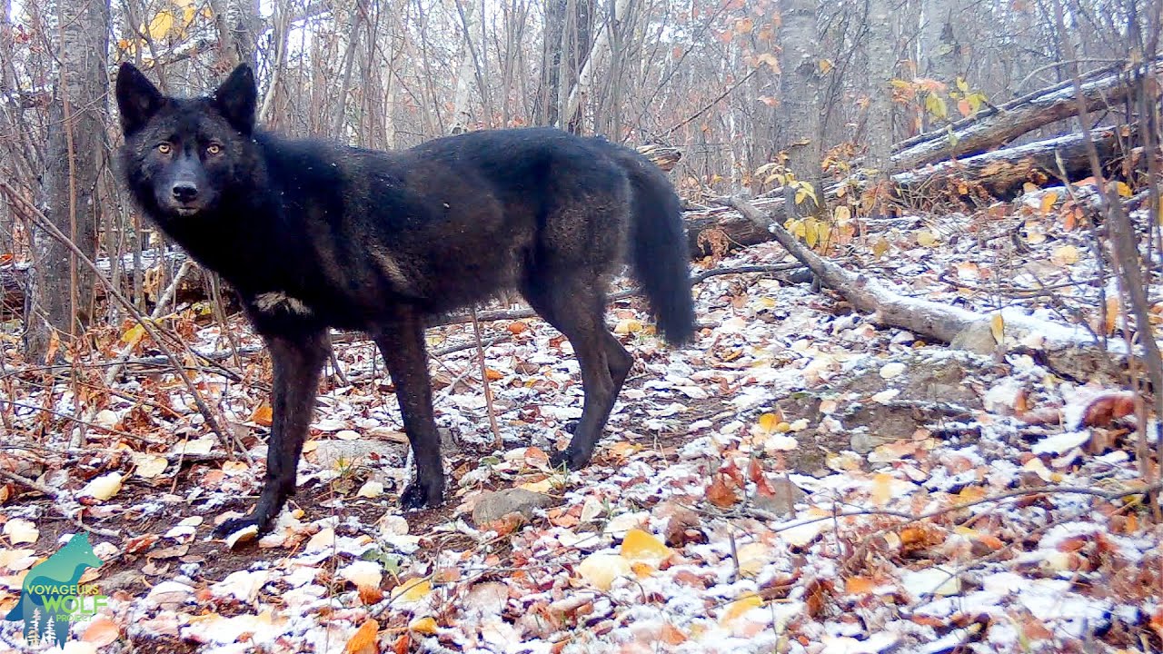 Detail Black Wolf Pics Nomer 31