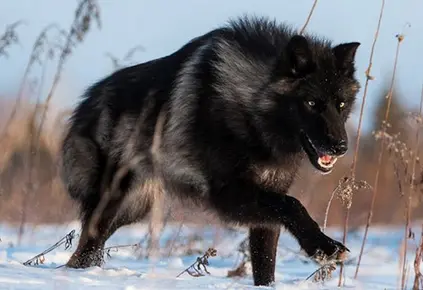 Detail Black Wolf Pics Nomer 34