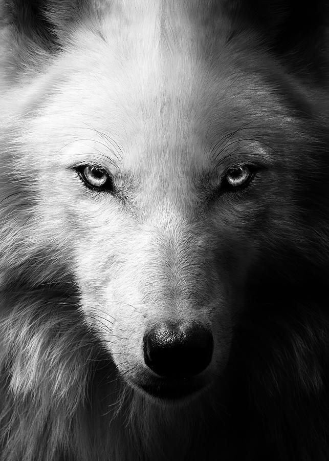 Detail Black Wolf Pics Nomer 35