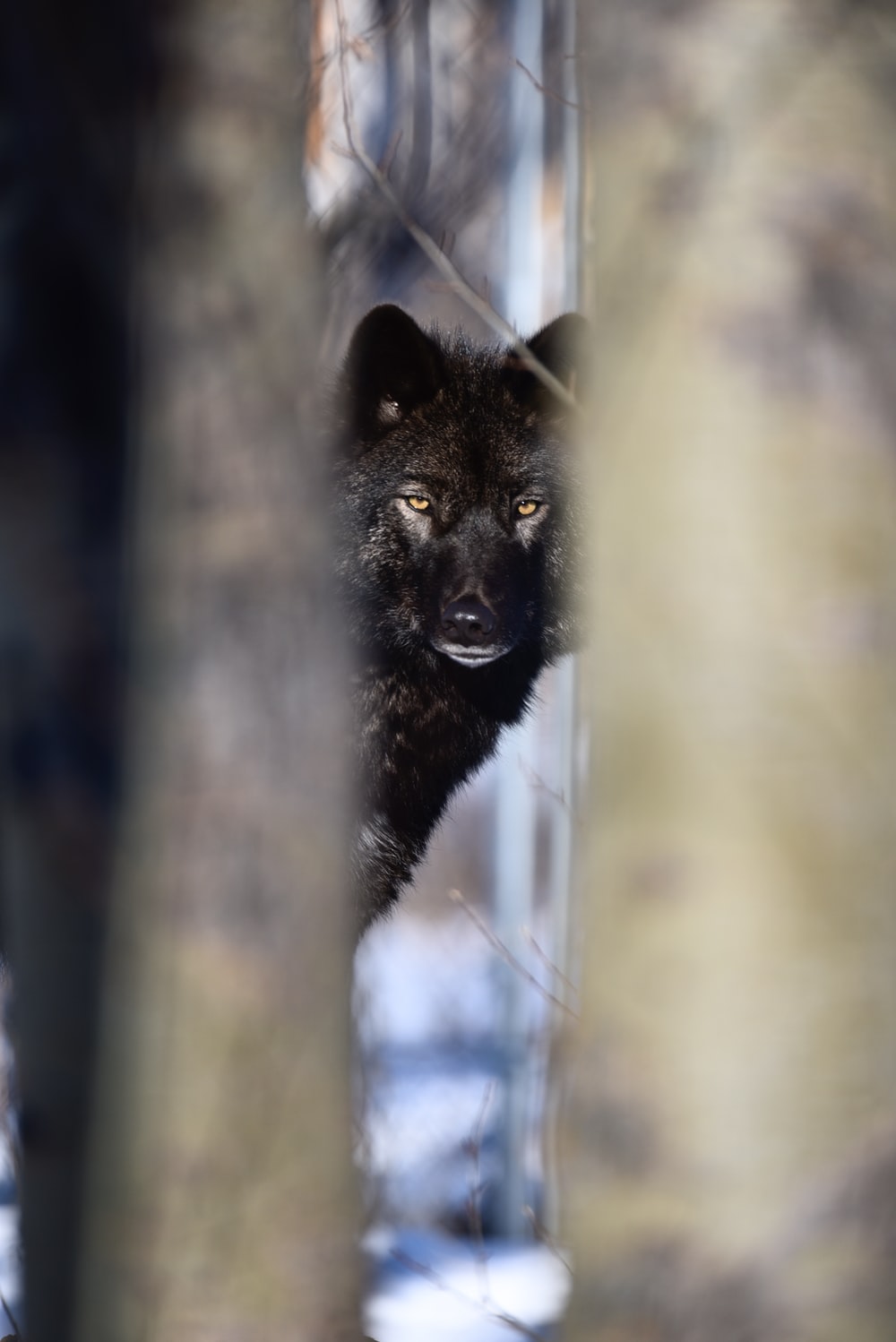 Detail Black Wolf Pics Nomer 36