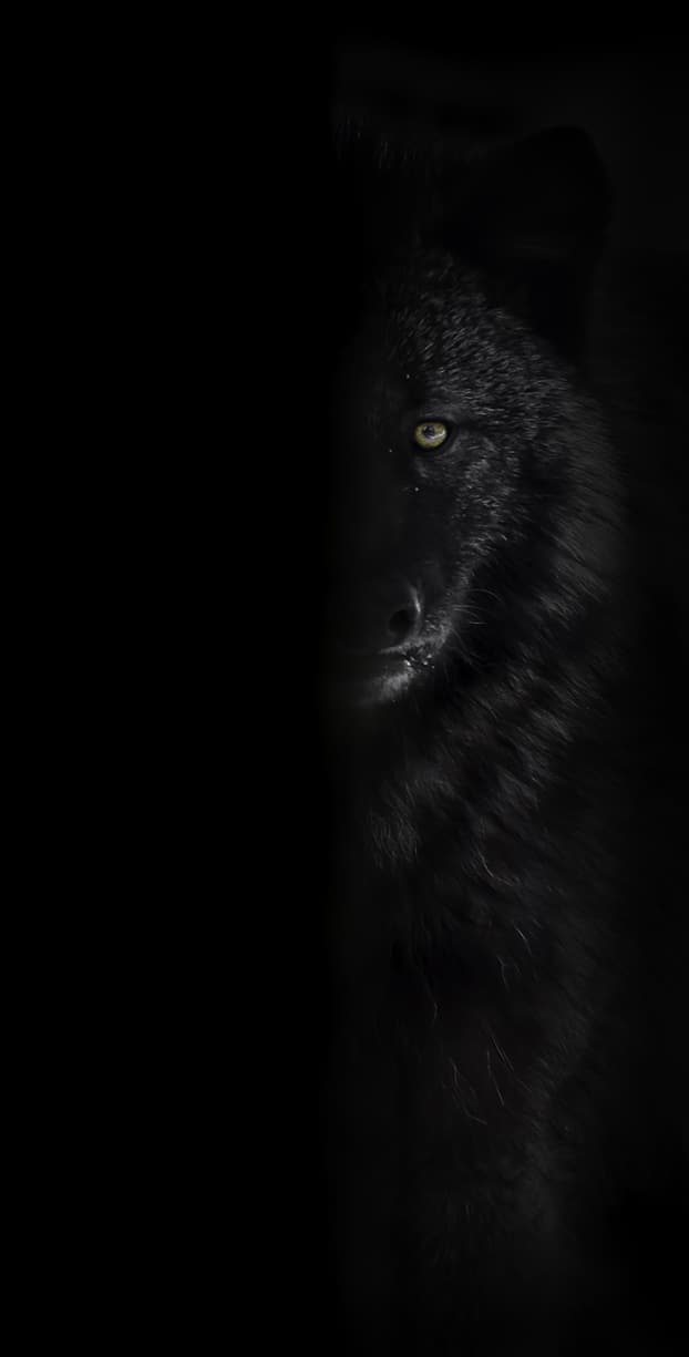 Detail Black Wolf Pics Nomer 5