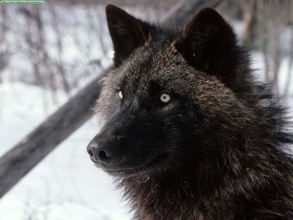 Detail Black Wolf Pics Nomer 42