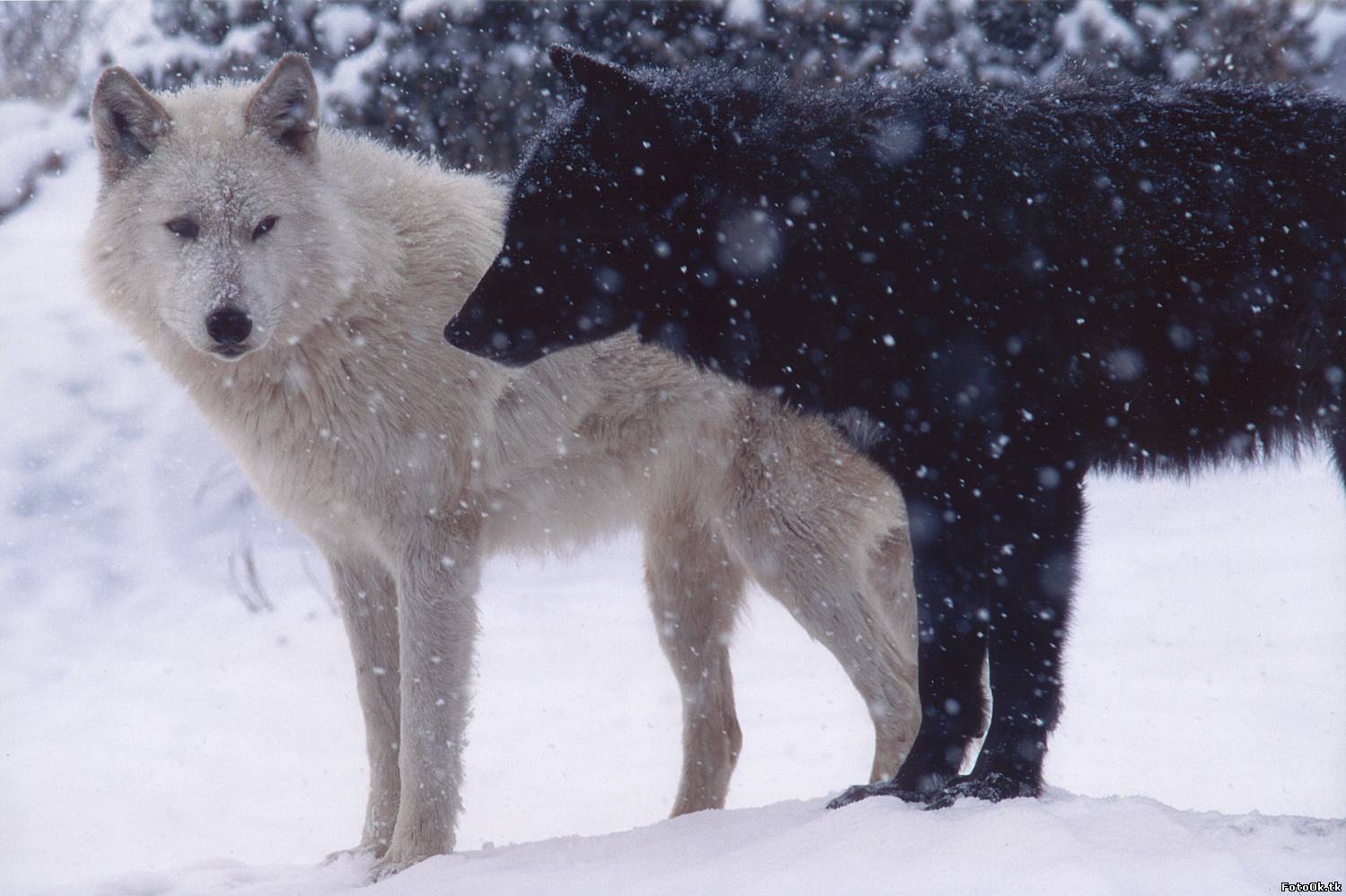 Detail Black Wolf Pics Nomer 44