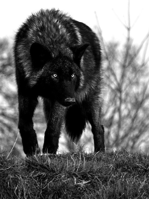 Detail Black Wolf Pics Nomer 45
