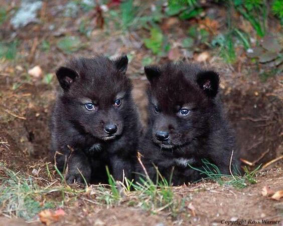 Detail Black Wolf Pics Nomer 46
