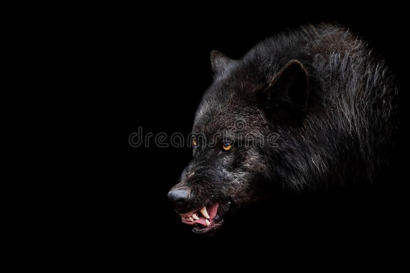 Detail Black Wolf Pics Nomer 47