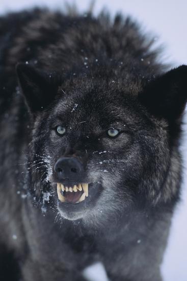Detail Black Wolf Pics Nomer 48