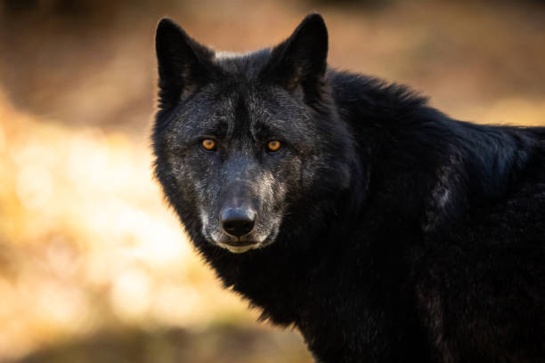 Detail Black Wolf Pics Nomer 6