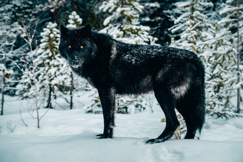 Detail Black Wolf Pics Nomer 49