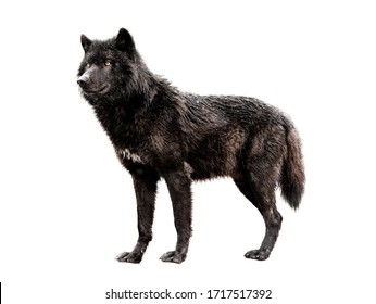 Detail Black Wolf Pics Nomer 51