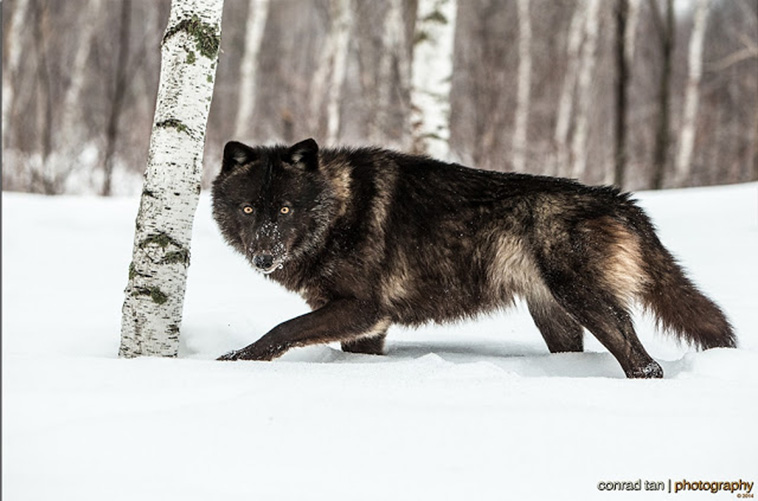 Detail Black Wolf Pics Nomer 52