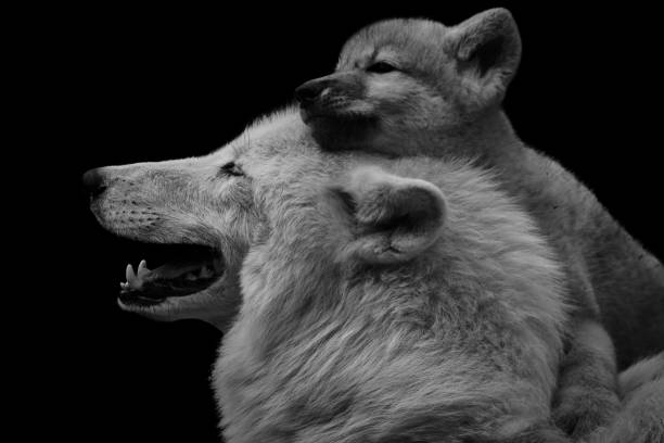 Detail Black Wolf Pics Nomer 54