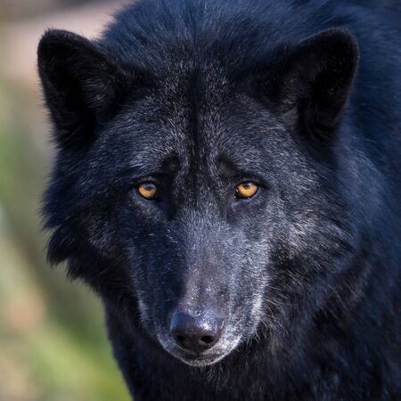 Detail Black Wolf Pics Nomer 57