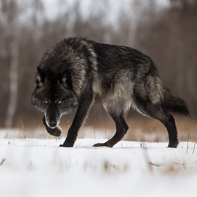 Detail Black Wolf Pics Nomer 58